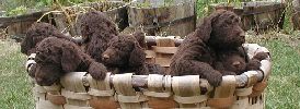 A litter of 12 newborn Standard Poodles